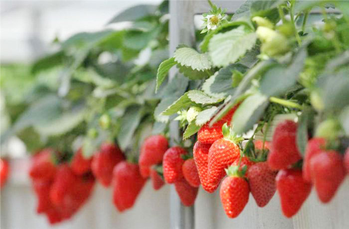 草莓大棚