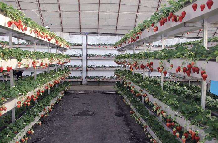 蔬菜温室大棚
